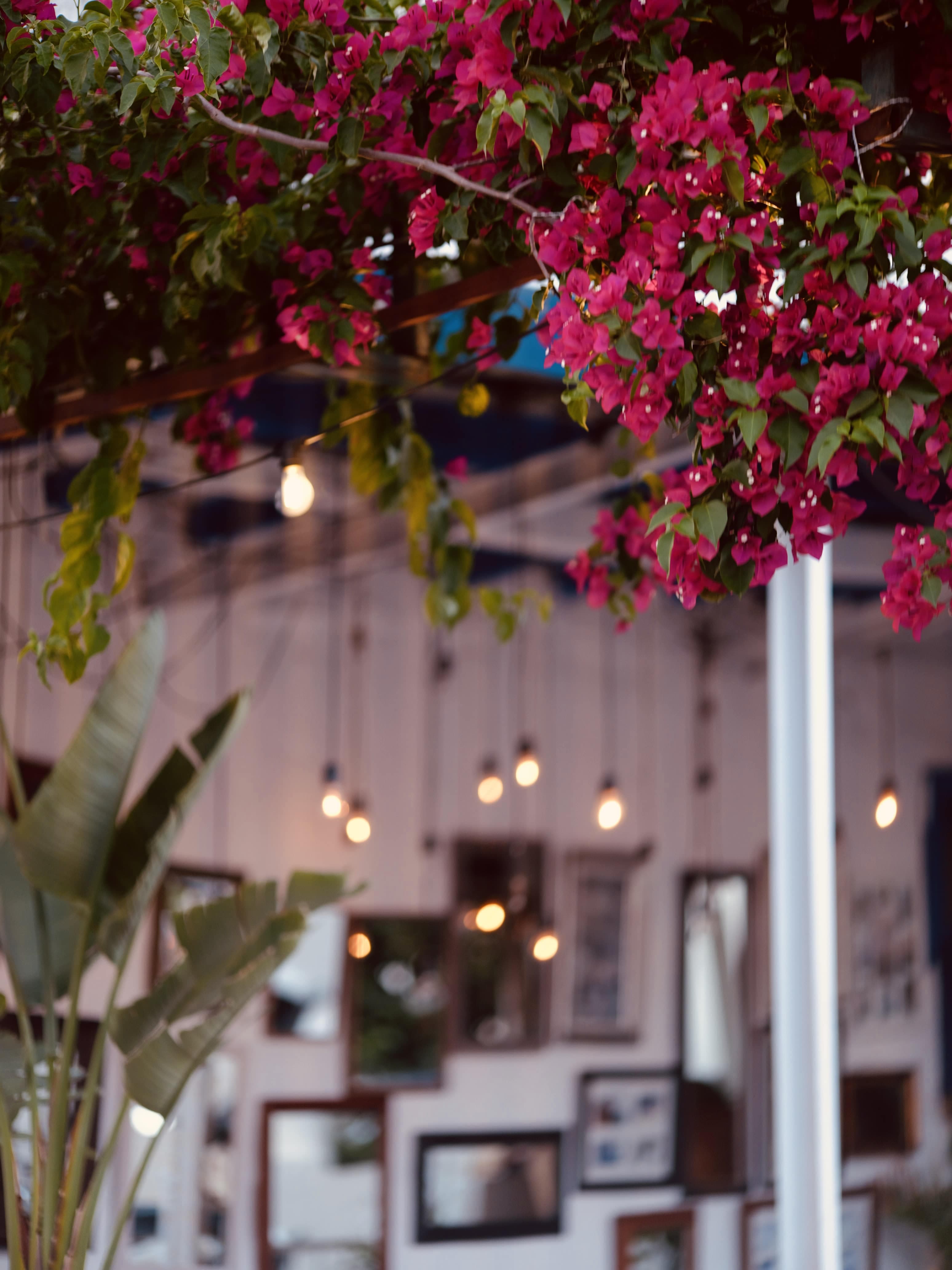 Salonika 1881 Restaurant 2